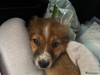 Border Collie dogs Border Collie Puppy 11Weeks - Advert 1