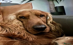 Cocker Spaniel dogs for sale: Beautiful show cocker - Advert 3