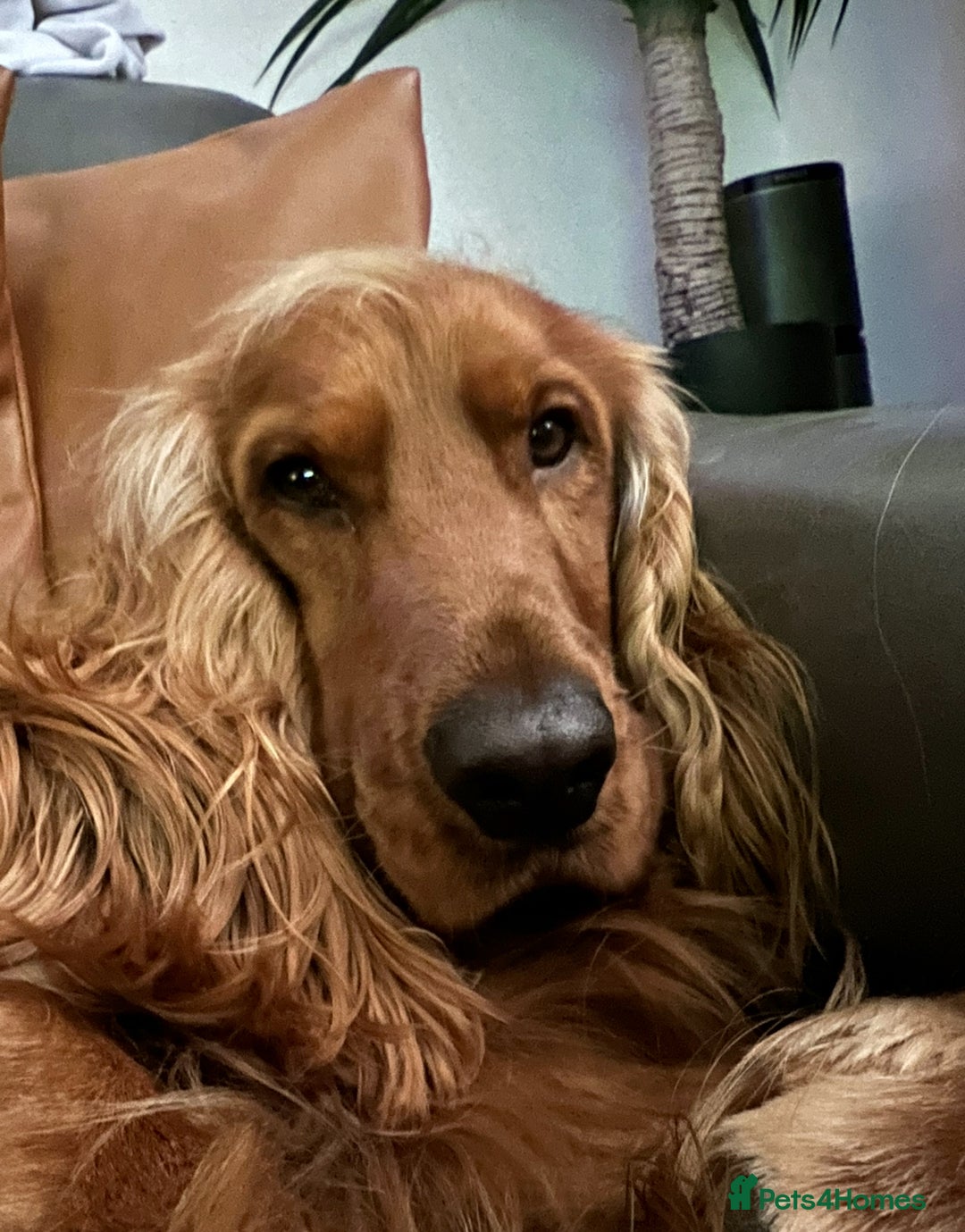 Cocker Spaniel dogs for sale: Beautiful show cocker - Advert 3