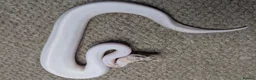 Python Snake reptiles for sale: 2026 Royal Python Hatchlings - Advert 7
