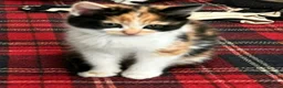 Mixed Breed cats for sale: Beautiful kittens  in Whitchurch - Advert 3