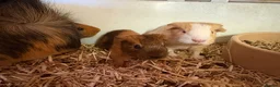 Guinea Pig rodents for sale: Girl and boy babies  - Advert 3