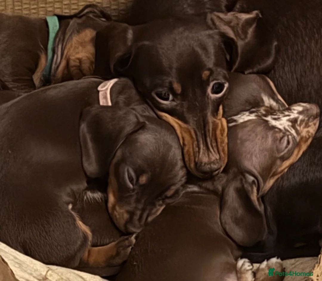 Dachshund dogs for sale: Beautiful miniature Dachshund puppies - Advert 2