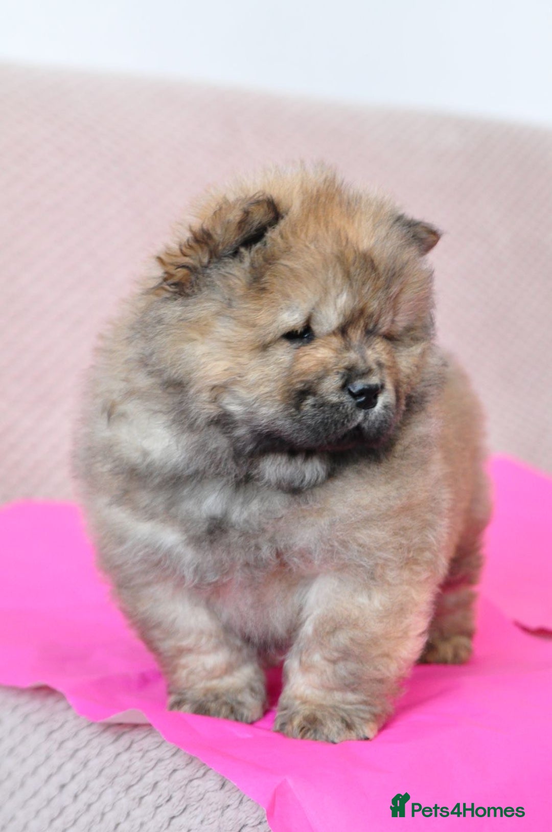 Chow Chow dogs for sale: Pedigree Chow Chow puppies available 🐶 - Advert 19