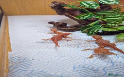 Bearded Dragon reptiles for sale: Red Bearded Dragons  - Image 2