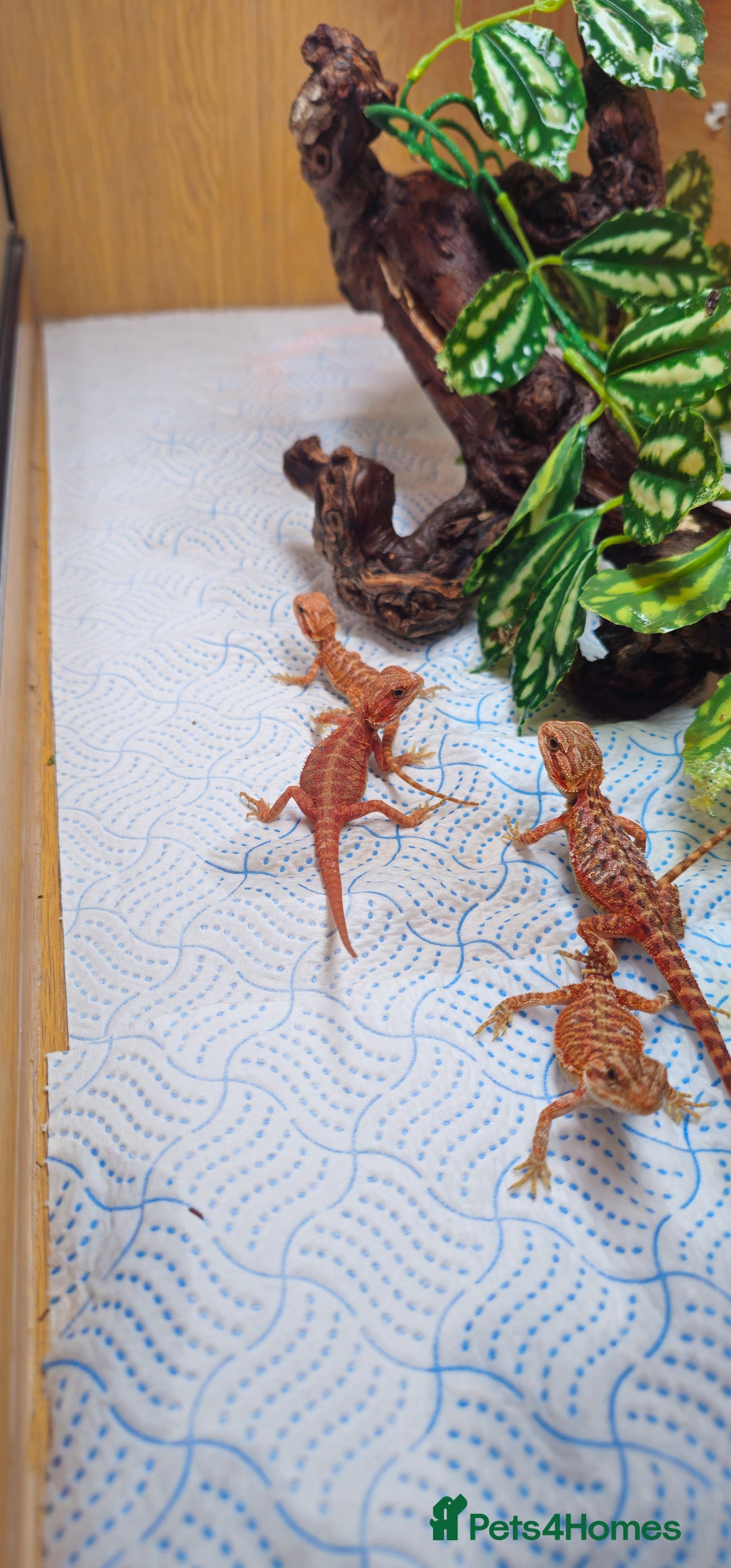 Bearded Dragon reptiles for sale: Red Bearded Dragons  - Image 2