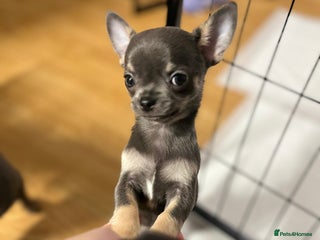 Chihuahua dogs - Advert 12