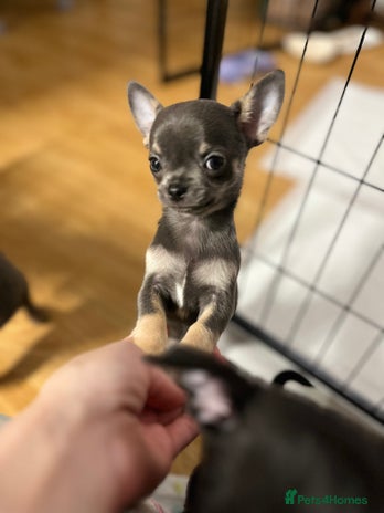 Chihuahua dogs - Advert 9