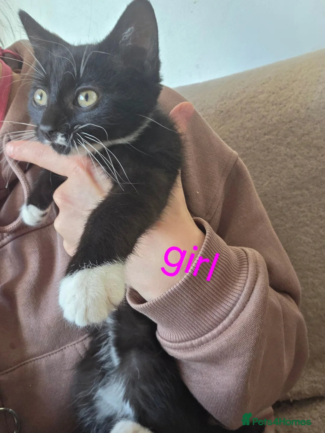 Mixed Breed cats for sale: Kittens looking for loving home walsall - Advert 1