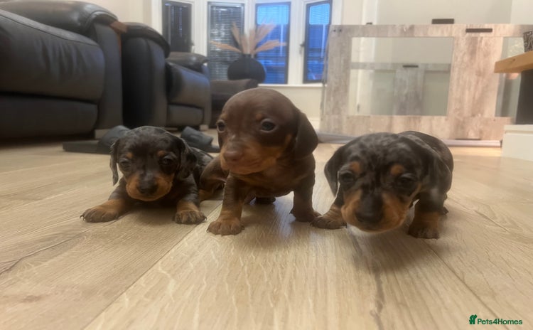 Miniature Dachshund dogs - Advert 8