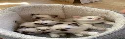 Ragdoll cats for sale: 🐾 Six Adorable Purebred Ragdoll Kittens 🐾 - Advert 13
