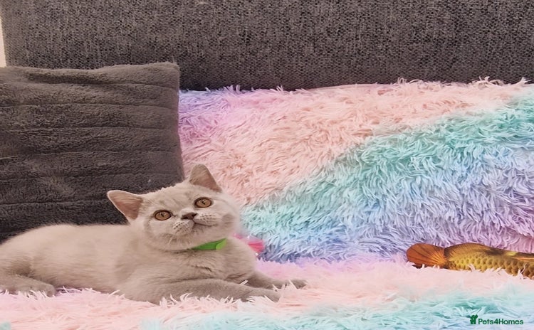 British Shorthair cats - Advert 13
