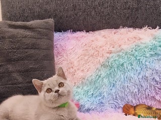 British Shorthair cats - Advert 3