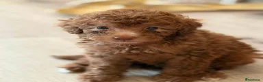 Miniature Poodle 1