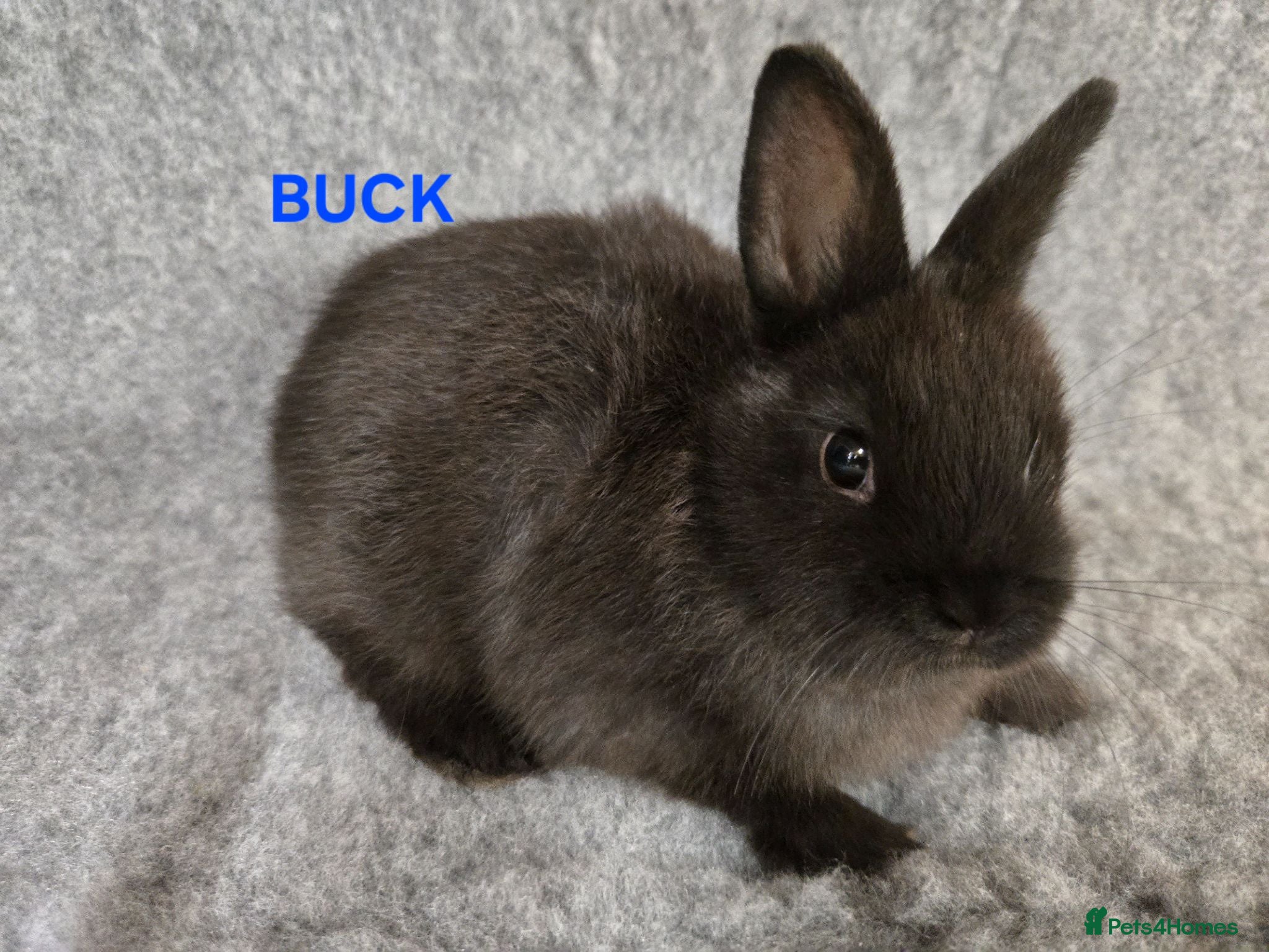 Netherland Dwarf rabbits Cute Netherland Dwarf Babies READY NOW - Advert 2