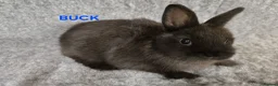 Netherland Dwarf rabbits for sale: Cute Netherland Dwarf Babies READY NOW - Advert 2