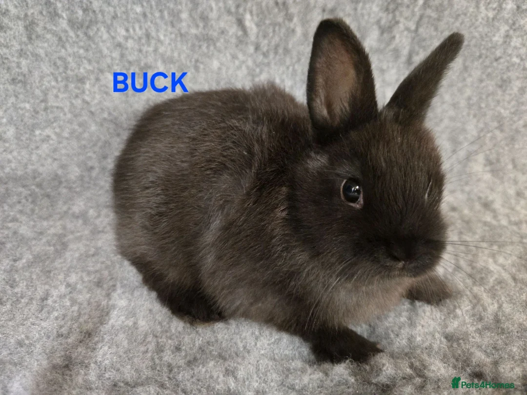 Netherland Dwarf rabbits for sale: Cute Netherland Dwarf Babies READY NOW - Advert 2