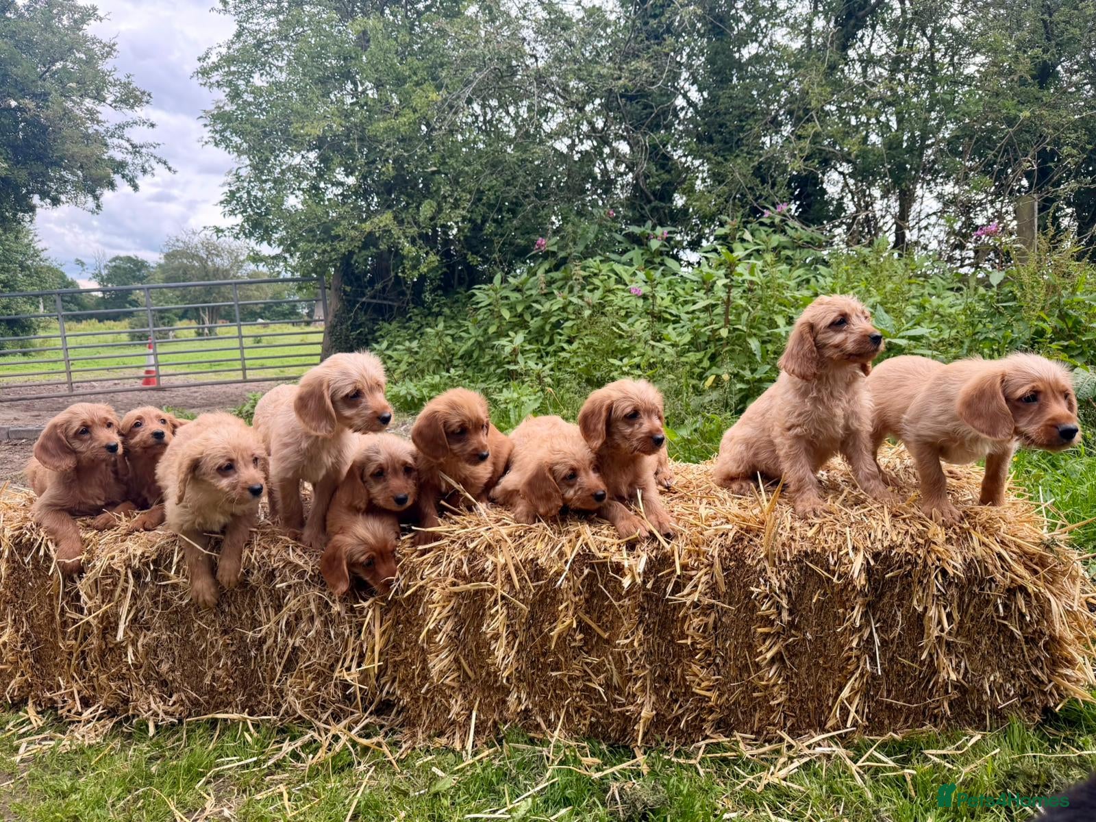 Labradoodle dogs Beautiful F1 Mini Labradoodle Puppies  - Advert 2