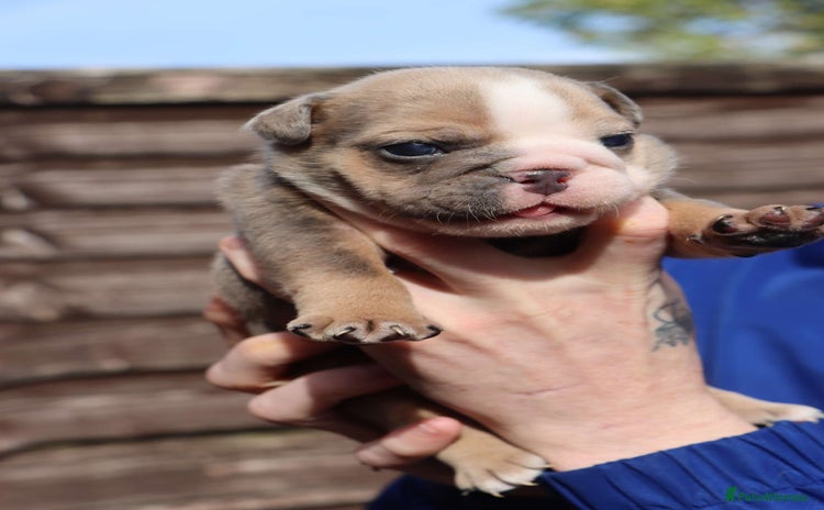 English Bulldog dogs - Advert 1