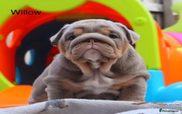 English Bulldog dogs for sale: Outstanding English bulldog puppies - Image 7