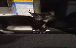 Mixed Breed cats for sale: 10 week old kittens - Image 4