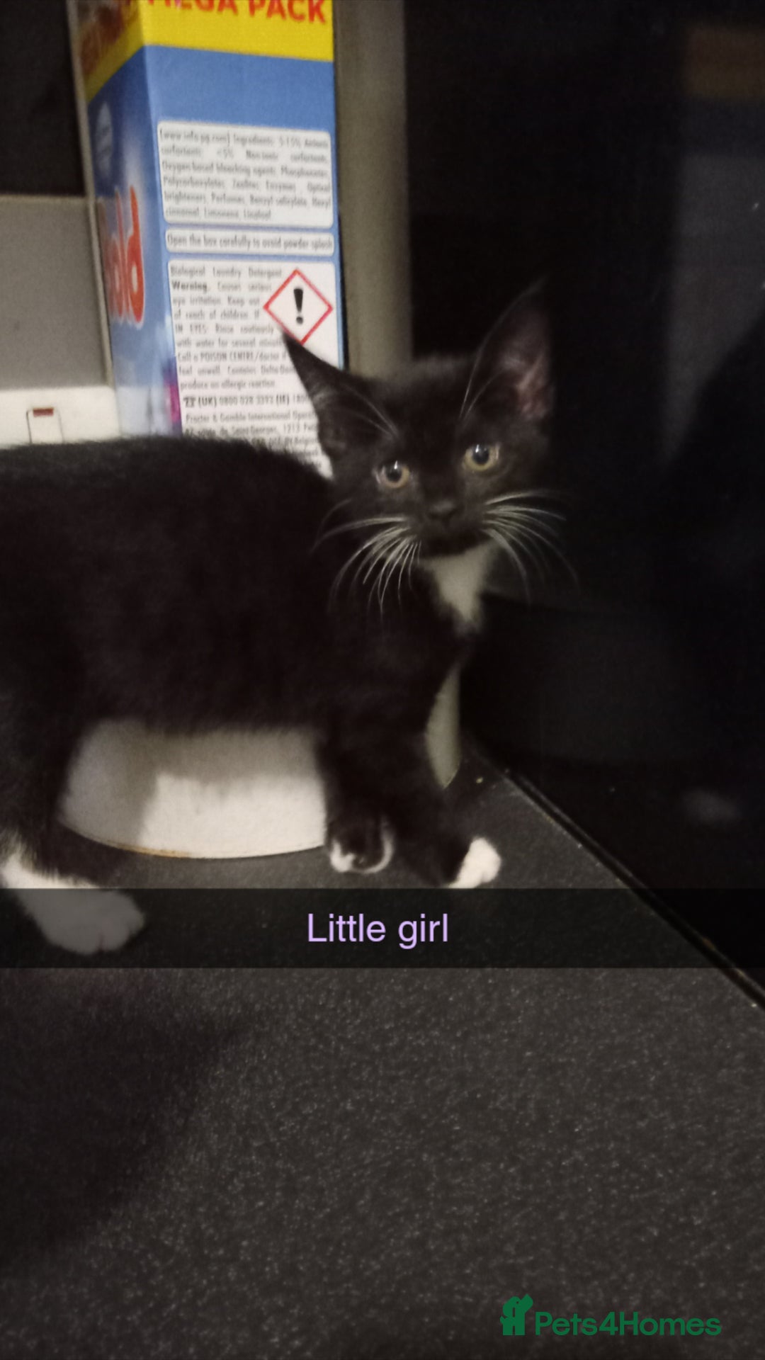 Mixed Breed cats for sale: 10 week old kittens - Image 4