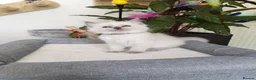 Ragdoll cats for sale: Pure breed ragdoll kittens - Advert 13