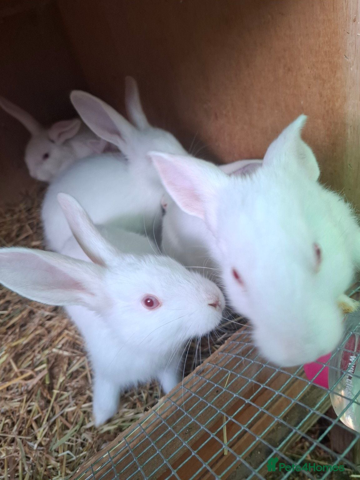 New Zealand rabbits 3 New Zealand White Buck Rabbits  – Ready Now - Advert 3