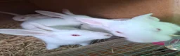 New Zealand rabbits for sale: 3 New Zealand White Buck Rabbits  – Ready Now in Oldham - Advert 1