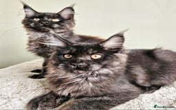 Maine Coon cats for sale: Beautiful Maine Coon Kittens raised with love - Image 1