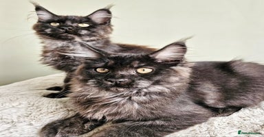 Maine Coon cats - Advert 14