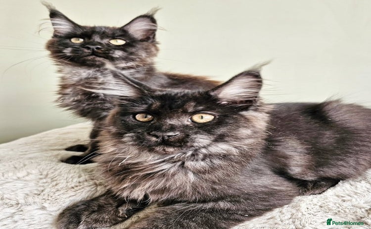 Maine Coon cats - Advert 2