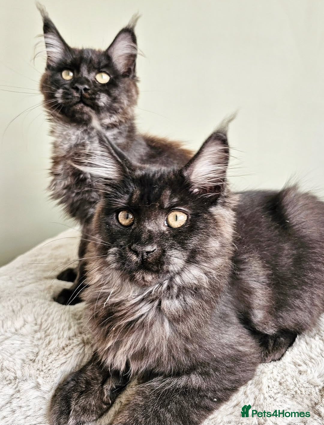 Maine Coon cats for sale: Beautiful Maine Coon Kittens raised with love - Image 1