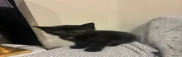 Mixed Breed cats for sale: Beautiful kittens  - Advert 2