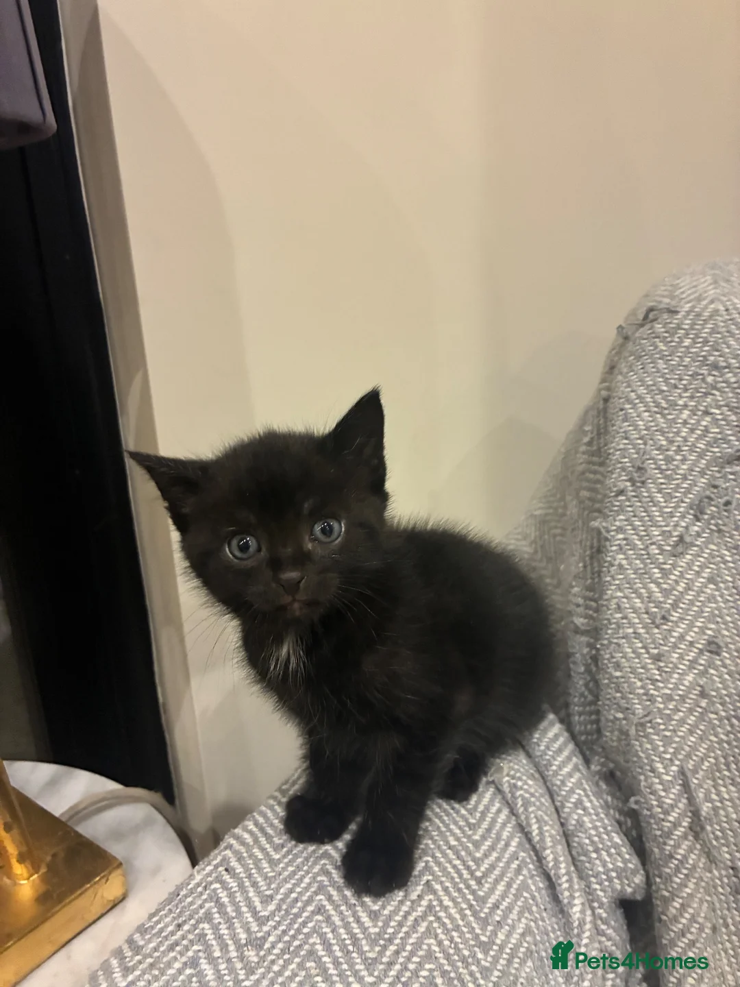Mixed Breed cats for sale: Beautiful kittens  - Advert 2