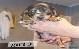 Dachshund dogs for sale: Beautiful dachshunds puppys - Image 12
