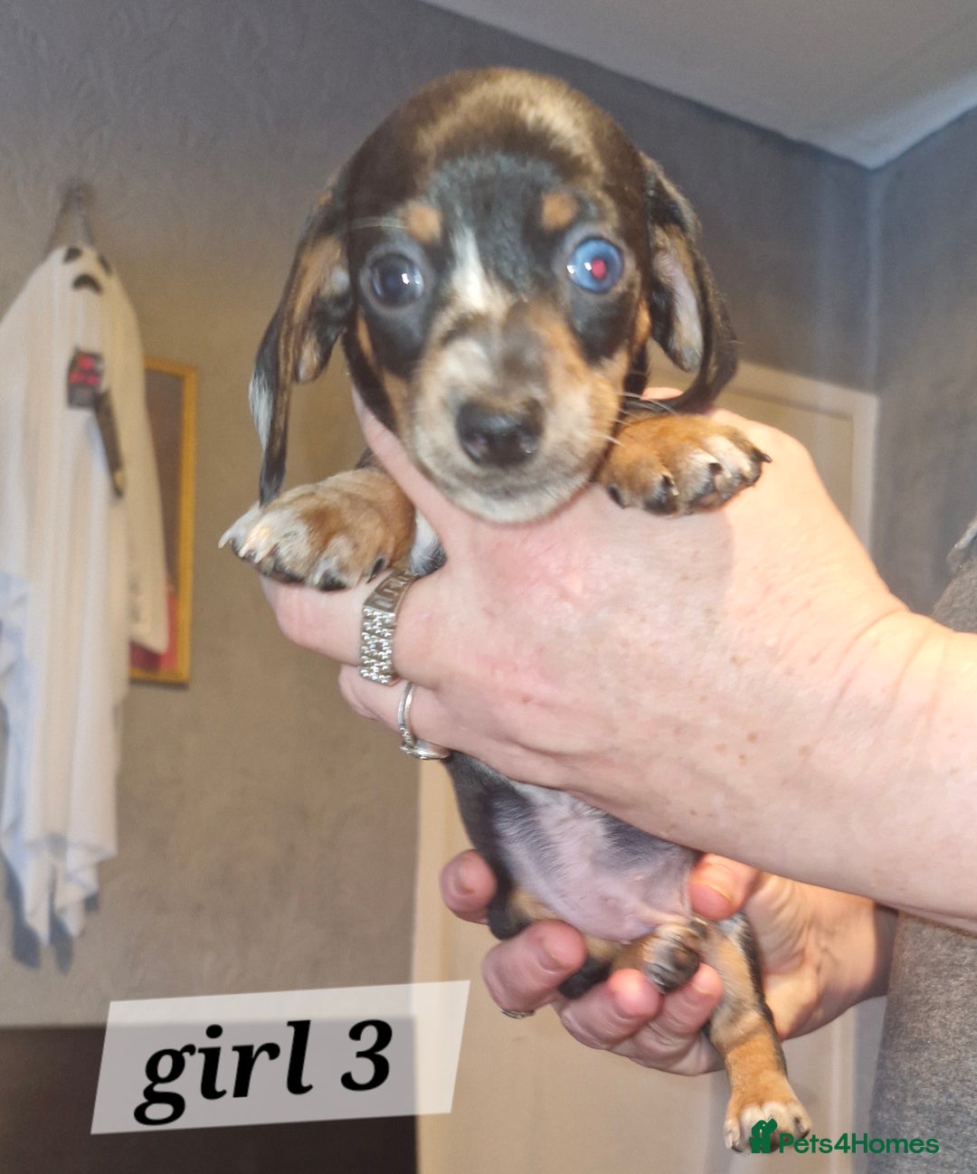 Dachshund dogs for sale: Beautiful dachshunds puppys - Image 12