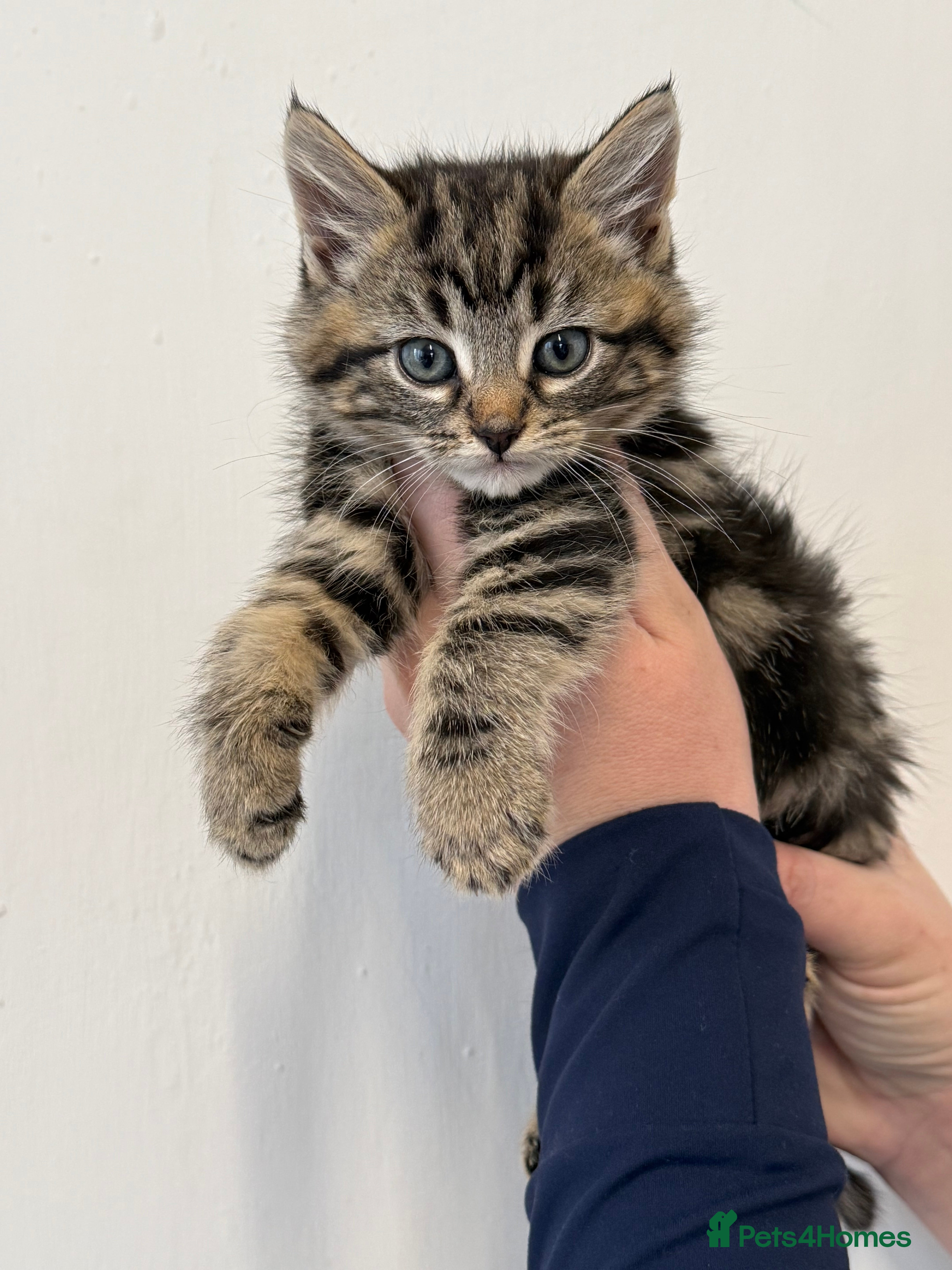 Maine Coon cats Half Maine coon kittens  - Advert 6