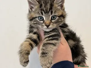 Maine Coon cats Half Maine coon kittens - Advert 6