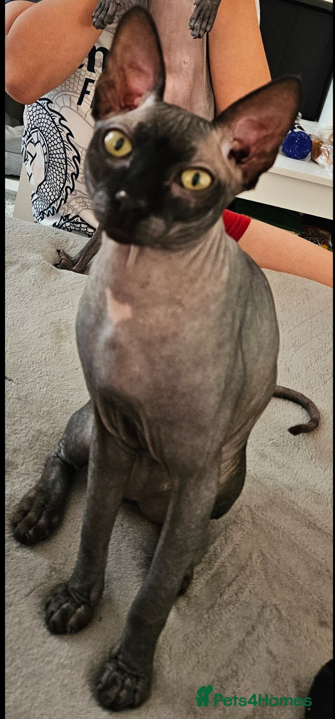 Sphynx cats Baksas my lovely cat looking Queen for the stud - Advert 1