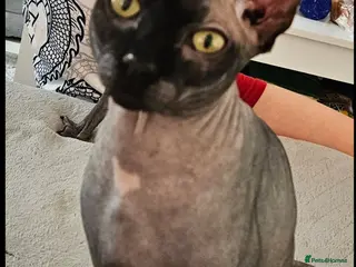Sphynx cats Baksas my lovely cat looking Queen for the stud - Advert 2