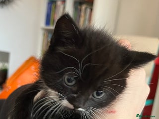 British Shorthair cats British Shorthair Cross Kittens - Advert 8