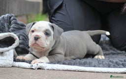 Olde English Bulldogge dogs for stud: NEBBR REGISTERED OLDE ENGLISH BULLDOGGE STUD in Worcester - Image 20