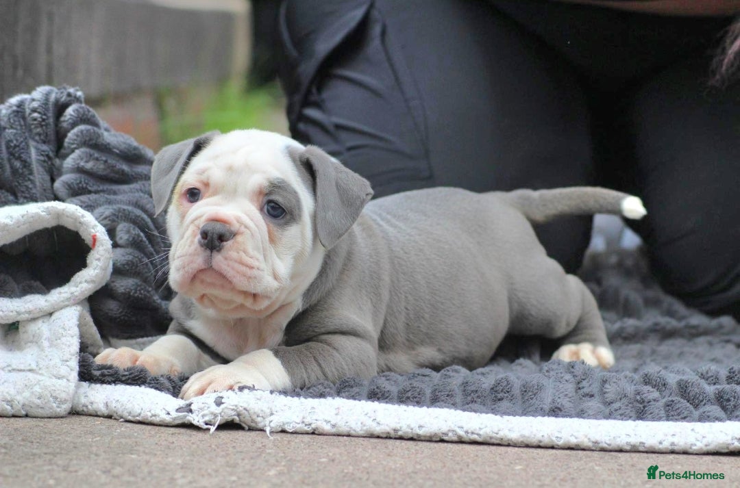 Olde English Bulldogge dogs for stud: NEBBR REGISTERED OLDE ENGLISH BULLDOGGE STUD in Worcester - Image 20