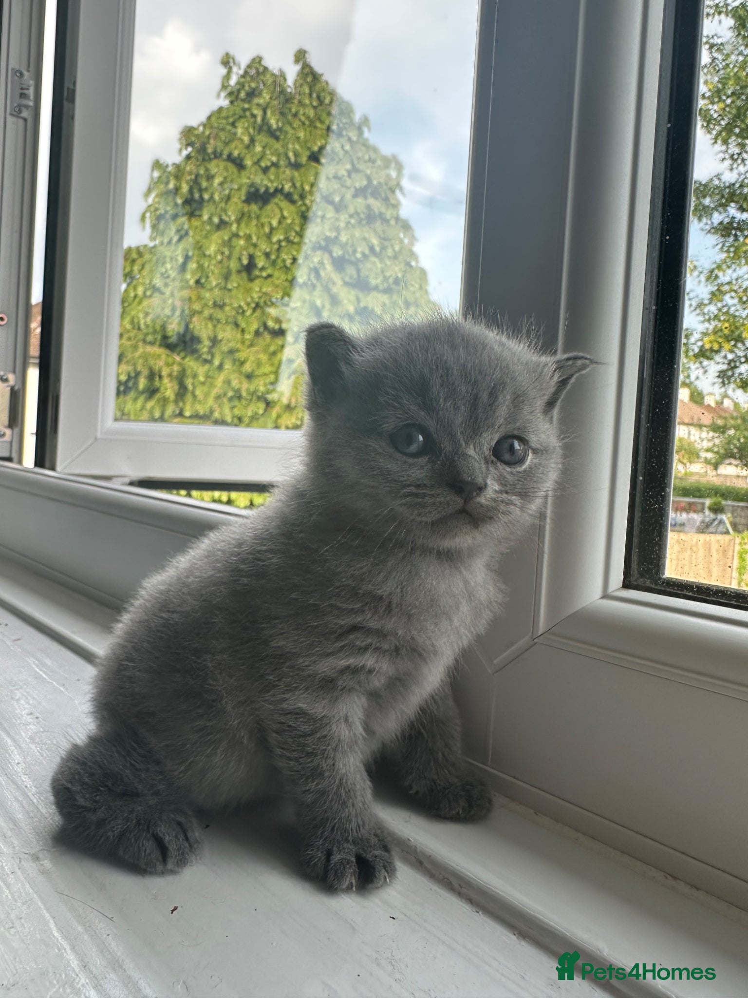 British Shorthair cats for sale: cute British shorthair kittens  - Advert 5