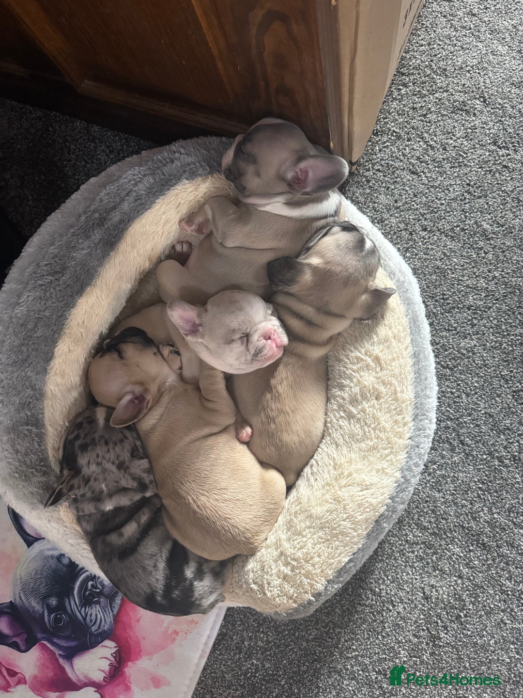 French Bulldog dogs for sale: DWKC Registered Puppies – Health Tested  - Advert 1