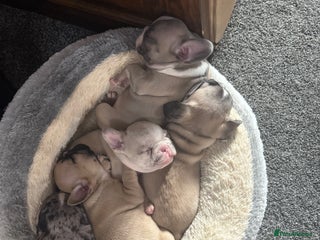 French Bulldog dogs DWKC Registered Puppies – Health Tested - Advert 1