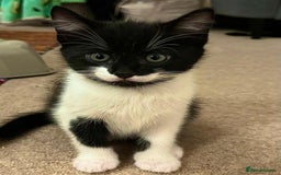 Mixed Breed cats for sale: 5 Gorgeous Happy Babies (Ready to Go) - Image 4