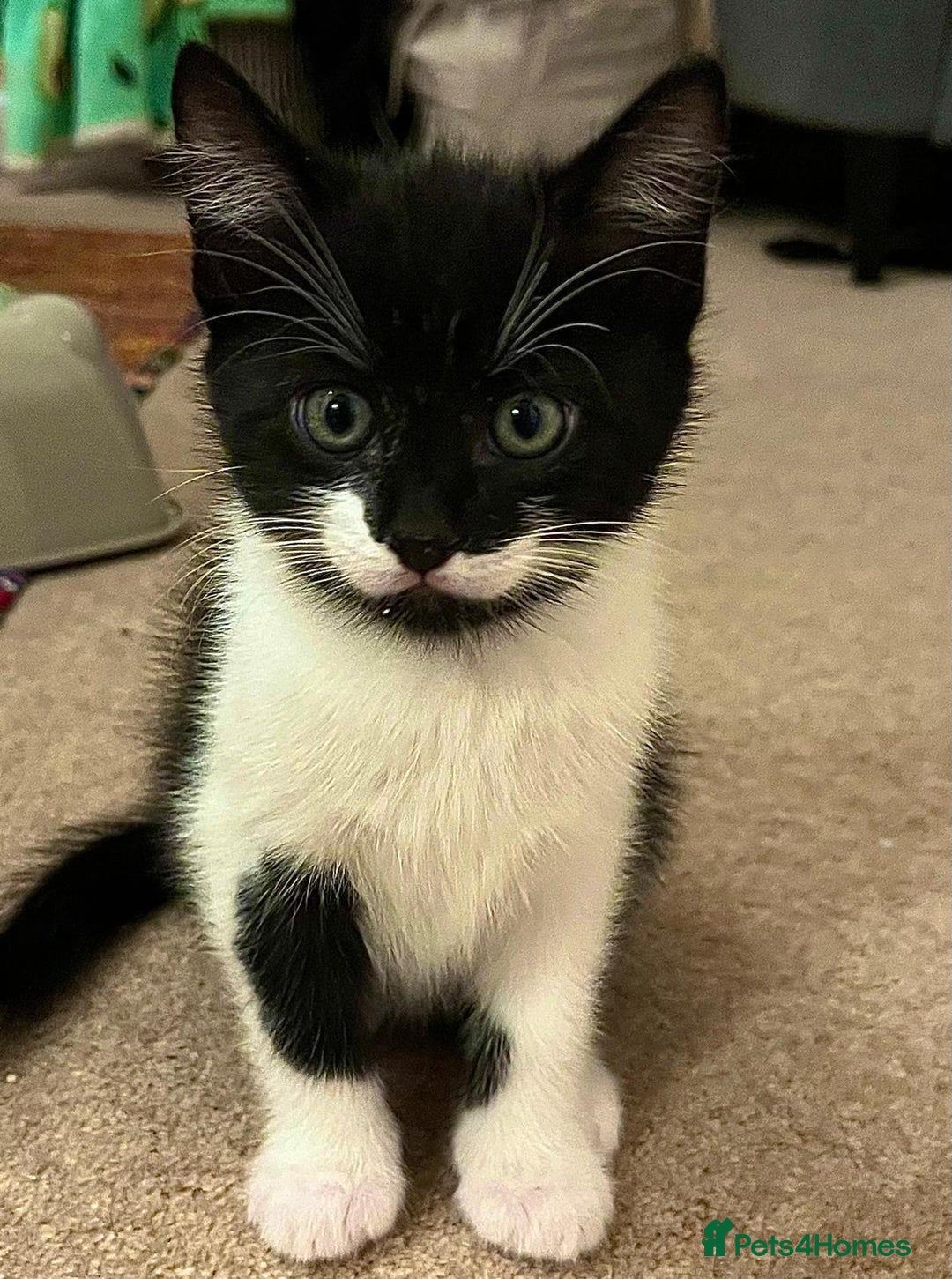Mixed Breed cats for sale: 5 Gorgeous Happy Babies (Ready to Go) - Image 4