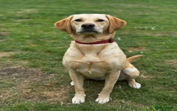 Labrador Retriever dogs for sale: Labrador puppies  - Image 5
